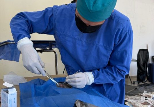 Gobierno de Sonora brinda servicios de esterilización en beneficio de animales de compañía en Sahuaripa.