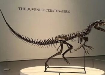 Esqueleto de un ‘dinosaurio bebé’ encabeza una subasta en EU; así luce.