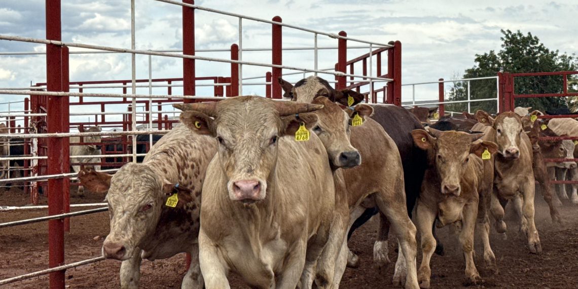 Este 7 de julio SADER logra la reapertura para la exportación de ganado en la frontera de Agua Prieta.