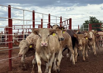 Este 7 de julio SADER logra la reapertura para la exportación de ganado en la frontera de Agua Prieta.