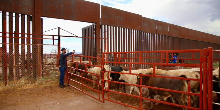 Sonora primer beneficiado con apoyo especial ganadero de Presidenta Sheinbaum.
