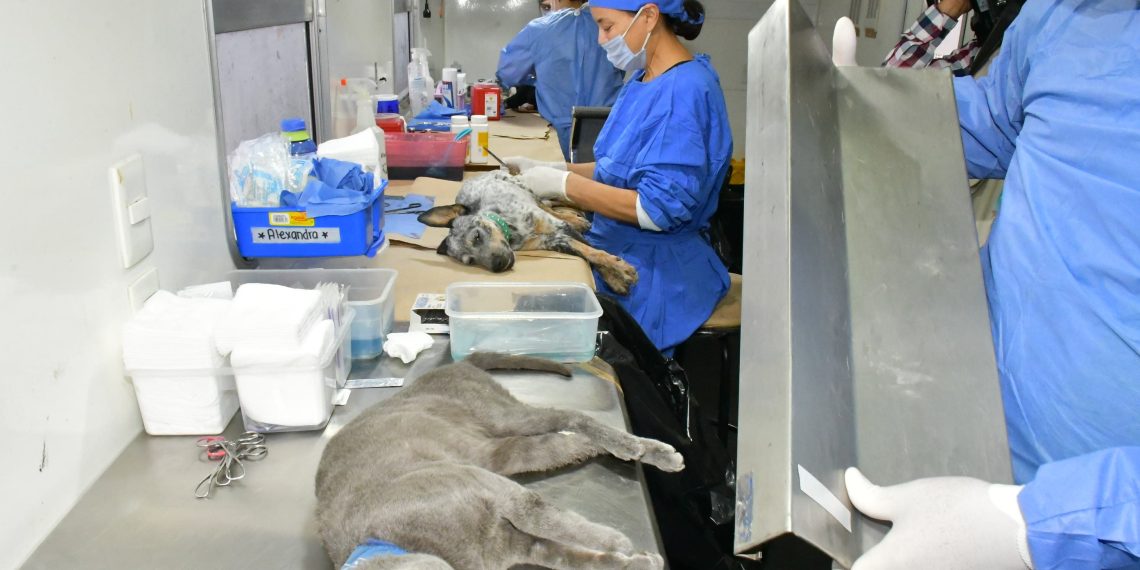 Continúa IMPBA esterilizaciones gratuitas durante el mes de agosto