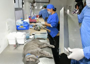 Continúa IMPBA esterilizaciones gratuitas durante el mes de agosto