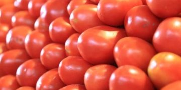 Precios mínimos al tomate protegerán 400,000 empleos directos: productores.