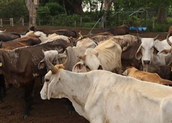 Ganaderos en México piden frenar la importación de res de Nicaragua, Honduras y Guatemala por los brotes de gusano barrenador.