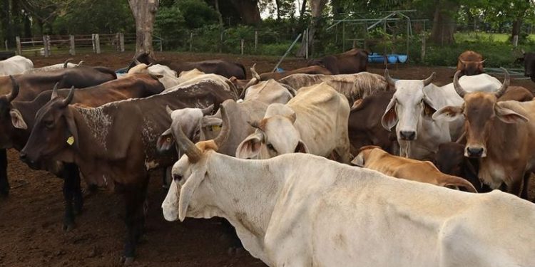 Ganaderos en México piden frenar la importación de res de Nicaragua, Honduras y Guatemala por los brotes de gusano barrenador.