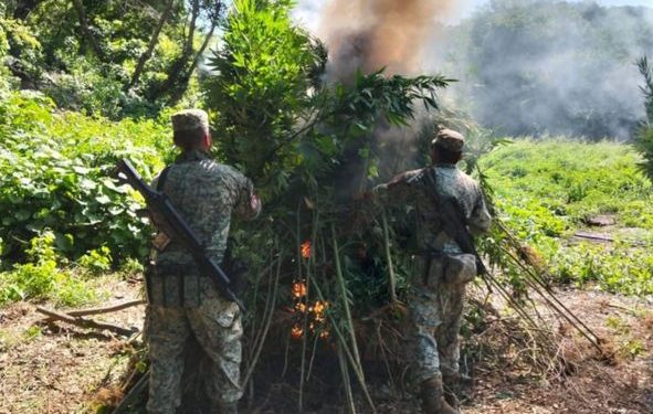 Hallan siete laboratorios clandestinos y un plantío en Sinaloa.