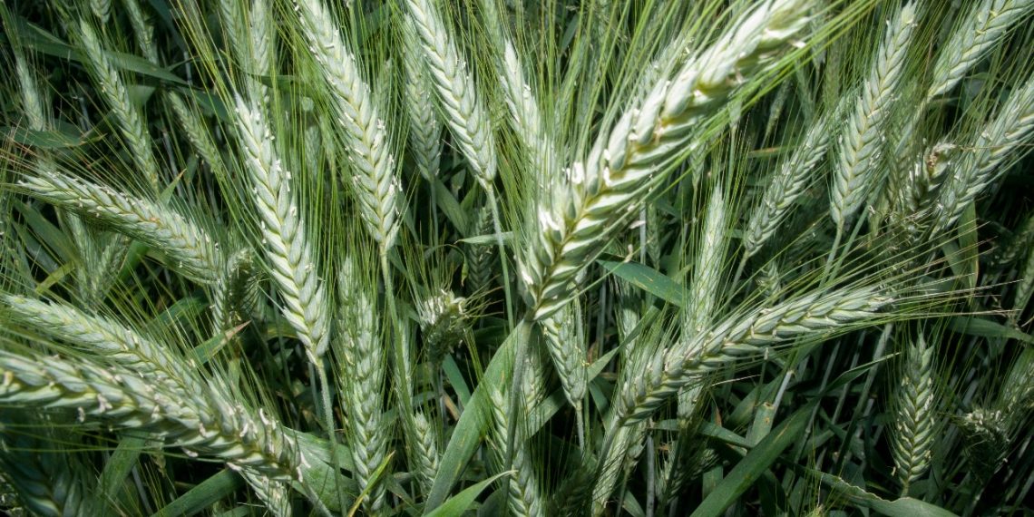 SADER Sonora amplía la Primera Convocatoria 2025 para apoyos de cártamo, cebada y rastreo fitosanitario hasta el 10 de octubre