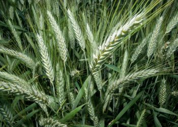 SADER Sonora amplía la Primera Convocatoria 2025 para apoyos de cártamo, cebada y rastreo fitosanitario hasta el 10 de octubre