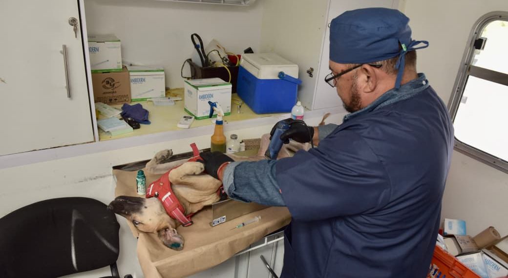 Llevará Ayuntamiento de Hermosillo esterilizaciones gratuitas a Vista Real y Las Minitas.