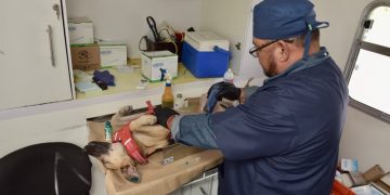Llevará Ayuntamiento de Hermosillo esterilizaciones gratuitas a Vista Real y Las Minitas.