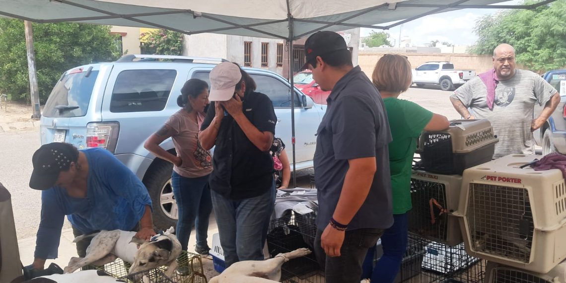 Beneficia Gobierno de Sonora la salud animal con jornada de esterilización en Hermosillo.