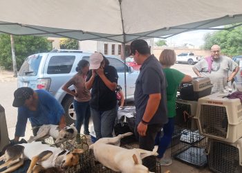 Beneficia Gobierno de Sonora la salud animal con jornada de esterilización en Hermosillo.