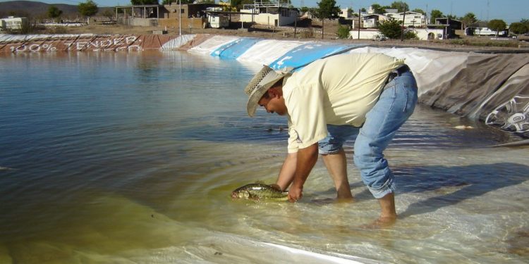 Foro de Acuacultura Sonora 2025