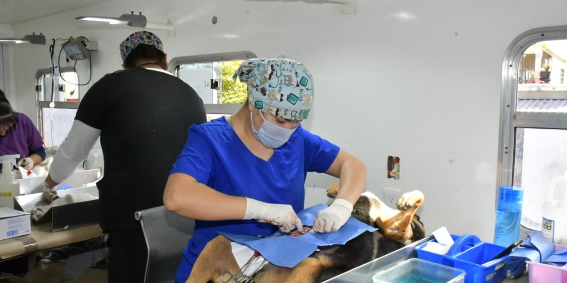 Continúa Gobierno de Hermosillo ofreciendo esterilizaciones gratuitas a caninos y felinos del 24 al 27 de septiembre