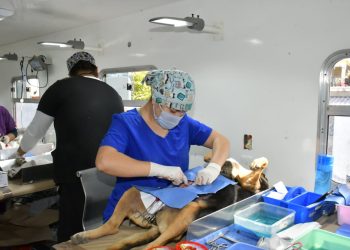 Continúa Gobierno de Hermosillo ofreciendo esterilizaciones gratuitas a caninos y felinos del 24 al 27 de septiembre