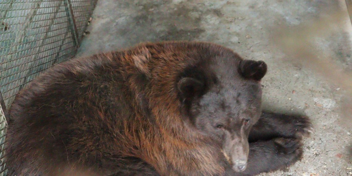 Profepa reintegra osa negra al hábitat natural en la sierra del estado