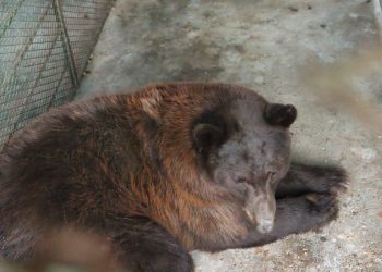 Profepa reintegra osa negra al hábitat natural en la sierra del estado