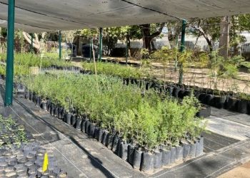 Realizará Gobierno Municipal una jornada más de donación de árboles nativos el próximo viernes.