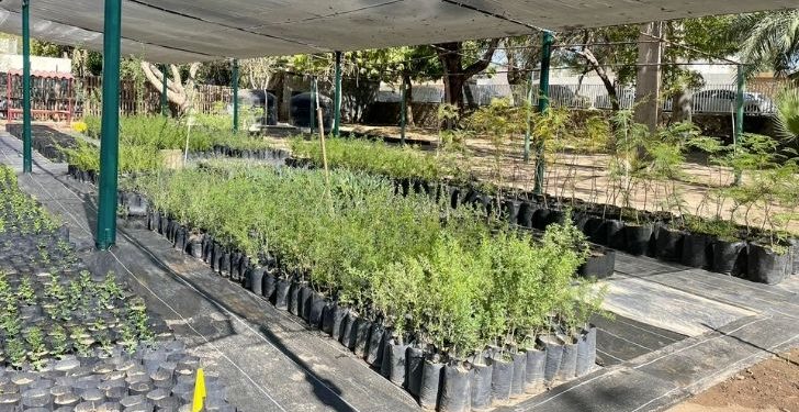 Realizará Gobierno Municipal una jornada más de donación de árboles nativos el próximo viernes.