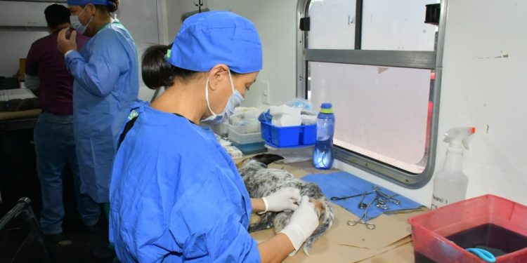 Rompe récord Ayuntamiento de Hermosillo en número de esterilizaciones de perros y gatos