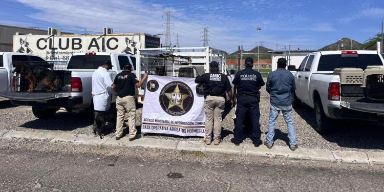 Asegura AMIC 30 caninos en cateo en investigaciones por maltrato animal en Hermosillo