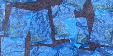 Incauta Policía Estatal 81 dosis de narcótico en el poblado Miguel Alemán