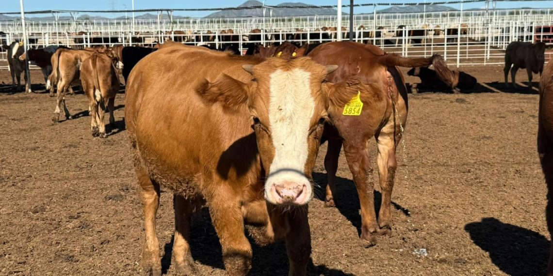 Concluye con éxito en Sonora el Programa Integral de Producción de Carne; se alcanzó la meta de mil sementales solicitados