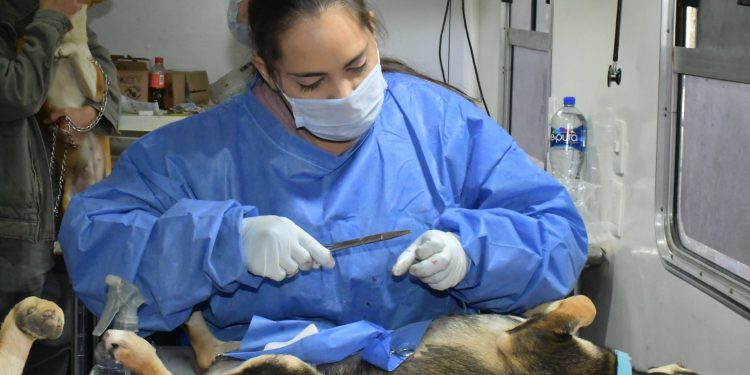 Hermosillo está a punto de romper récord histórico de castraciones de perros y gatos