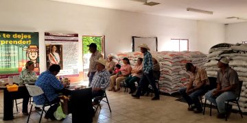Sader Sonora impulsa entrega intensiva de fertilizante en Cajeme y Navojoa