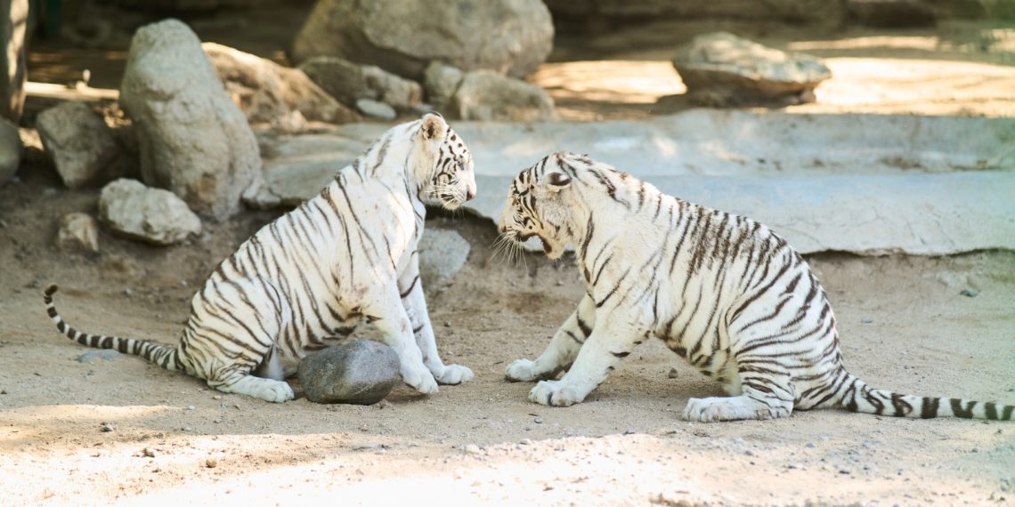 CEDES anuncia la llegada de dos nuevos ejemplares de tigre blanco al Centro Ecológico