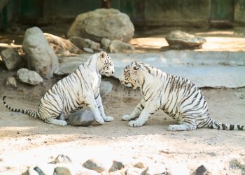 CEDES anuncia la llegada de dos nuevos ejemplares de tigre blanco al Centro Ecológico