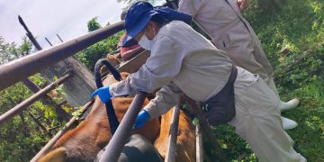 Tras 790 mil inspecciones realizadas, SADER Sonora mantiene al estado libre de Gusano Barrenador