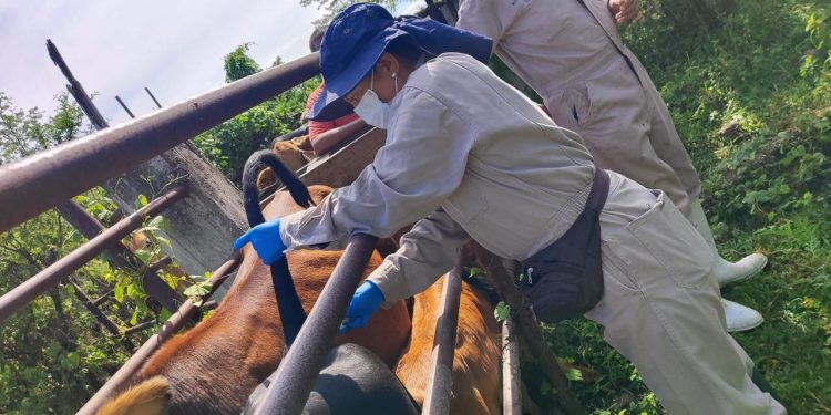 Tras 790 mil inspecciones realizadas, SADER Sonora mantiene al estado libre de Gusano Barrenador