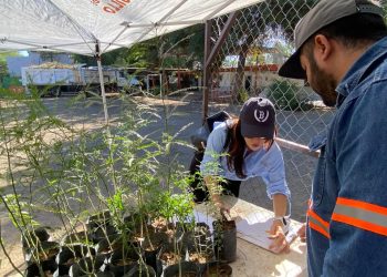 Celebran con éxito jornada 50 de donación de árboles nativos en Hermosillo