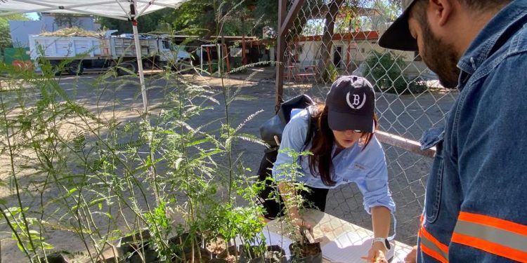 Celebran con éxito jornada 50 de donación de árboles nativos en Hermosillo