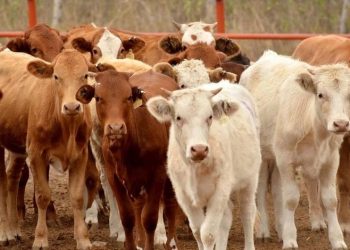 Sin acuerdo entre México y EU para reabrir exportación de ganado