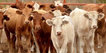 Sin acuerdo entre México y EU para reabrir exportación de ganado