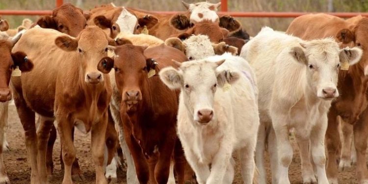 Sin acuerdo entre México y EU para reabrir exportación de ganado