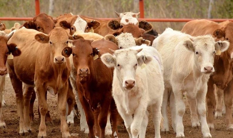 Sin acuerdo entre México y EU para reabrir exportación de ganado