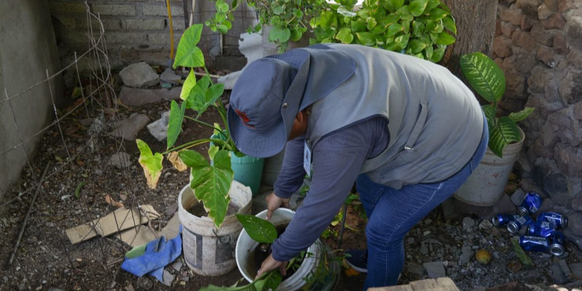 Llama Salud Sonora a retirar maleza de hogares para eliminar escondite de mosco transmisor del dengue