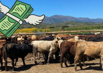 Durango pierde hasta 9 millones diarios por no poder exportar ganado