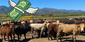 Durango pierde hasta 9 millones diarios por no poder exportar ganado
