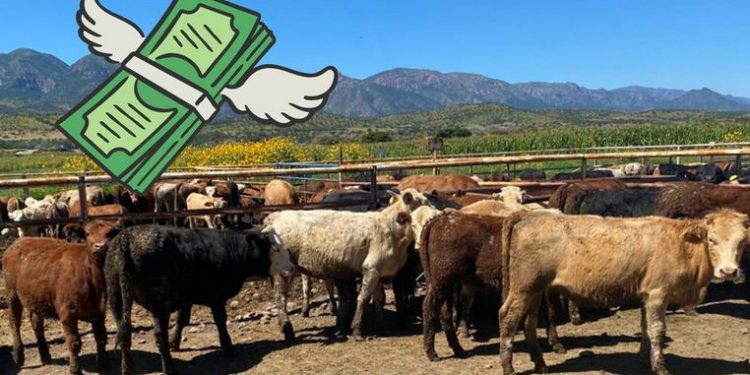 Durango pierde hasta 9 millones diarios por no poder exportar ganado