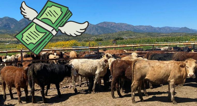 Durango pierde hasta 9 millones diarios por no poder exportar ganado