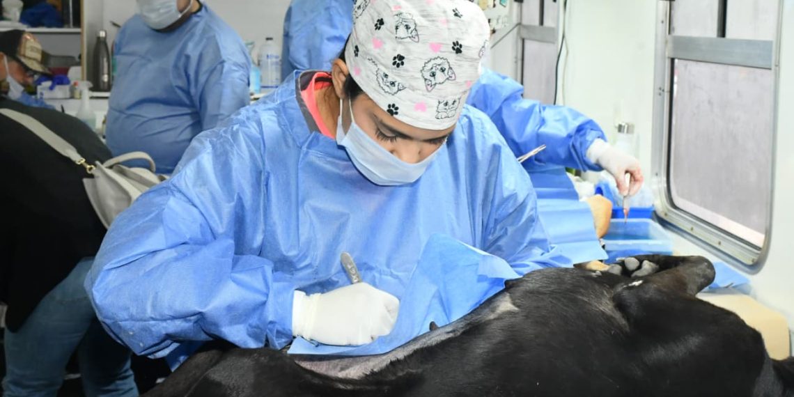 Tienen espacios disponibles en jornadas de esterilización gratuita del IMPBA