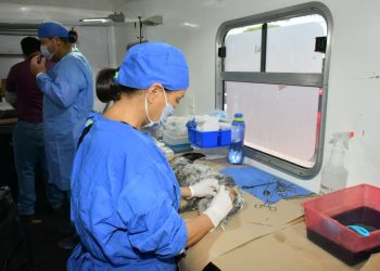 Invita Ayuntamiento de Hermosillo a aprovechar esterilizaciones gratuitas para perros y gatos