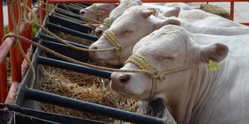 Sader Sonora autoriza más de 72 millones de pesos en créditos para fortalecer al sector ganadero y agrícola