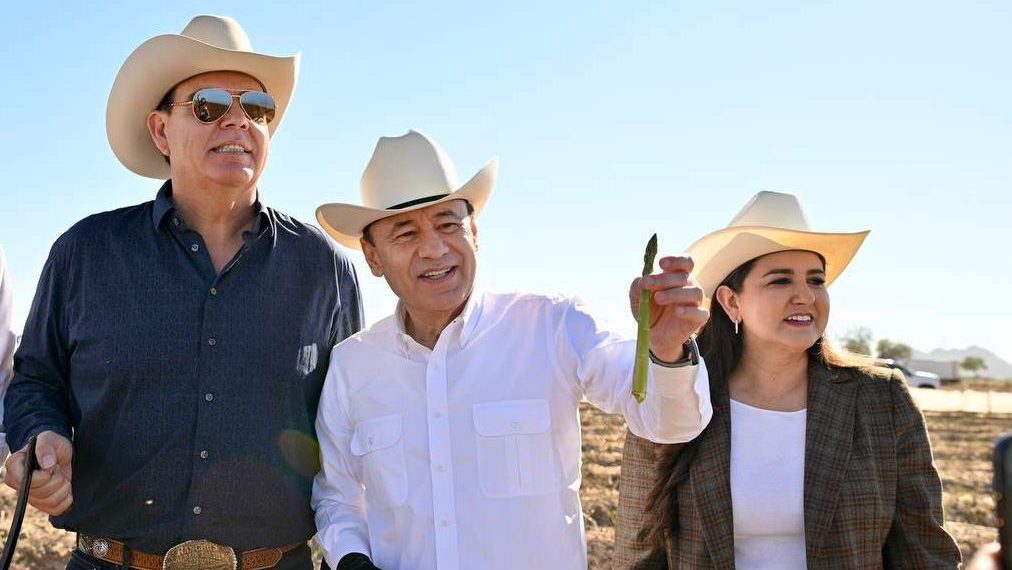 Arranca cosecha de espárrago y consolida liderazgo agroexportador de Sonora
