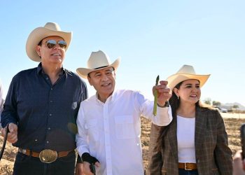 Arranca cosecha de espárrago y consolida liderazgo agroexportador de Sonora